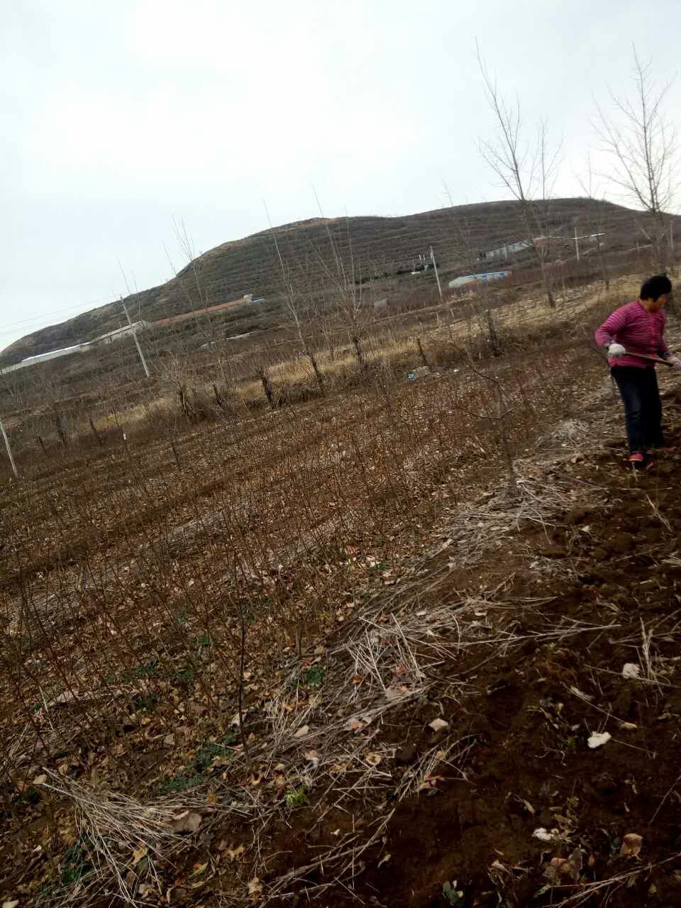 河南晚黃金桃樹苗圖片