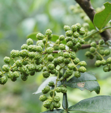 厂家批发果树苗 花椒树苗 大红袍花椒树 花椒小苗盆栽 九叶香包邮图片