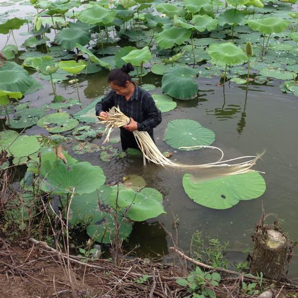 莲子种苗 湖南莲子种苗 莲子种苗厂家 莲子种苗供应商 莲子种苗批发图片