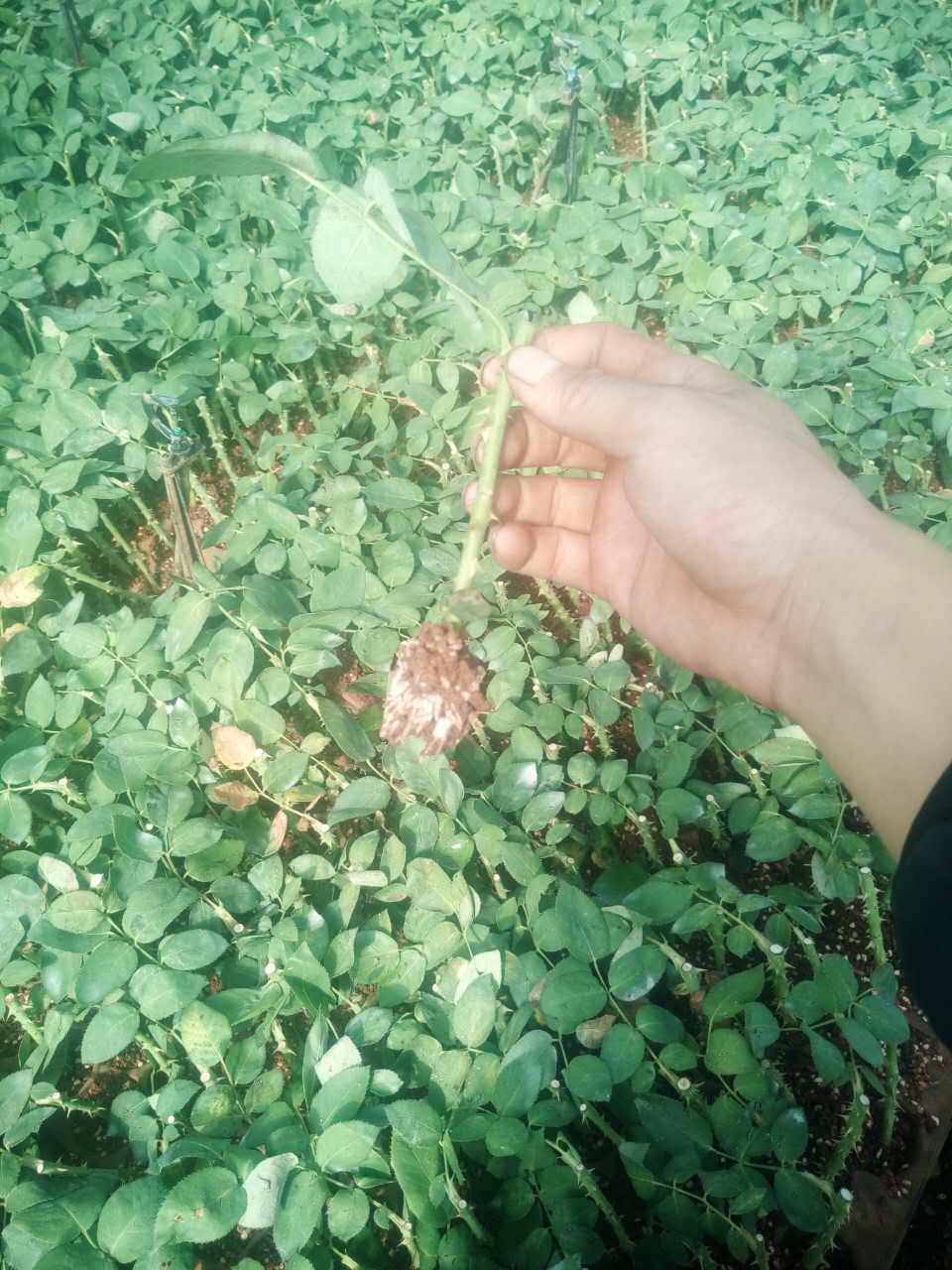 云南流星雨玫瑰苗生产批发流星雨玫瑰苗供应直销流星雨玫瑰苗供货商图片