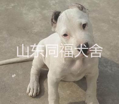 济宁市三个月血统卡斯罗价格杜高犬价格厂家三个月血统卡斯罗价格带出生纸的卡斯罗 三个月血统卡斯罗价格杜高犬价格