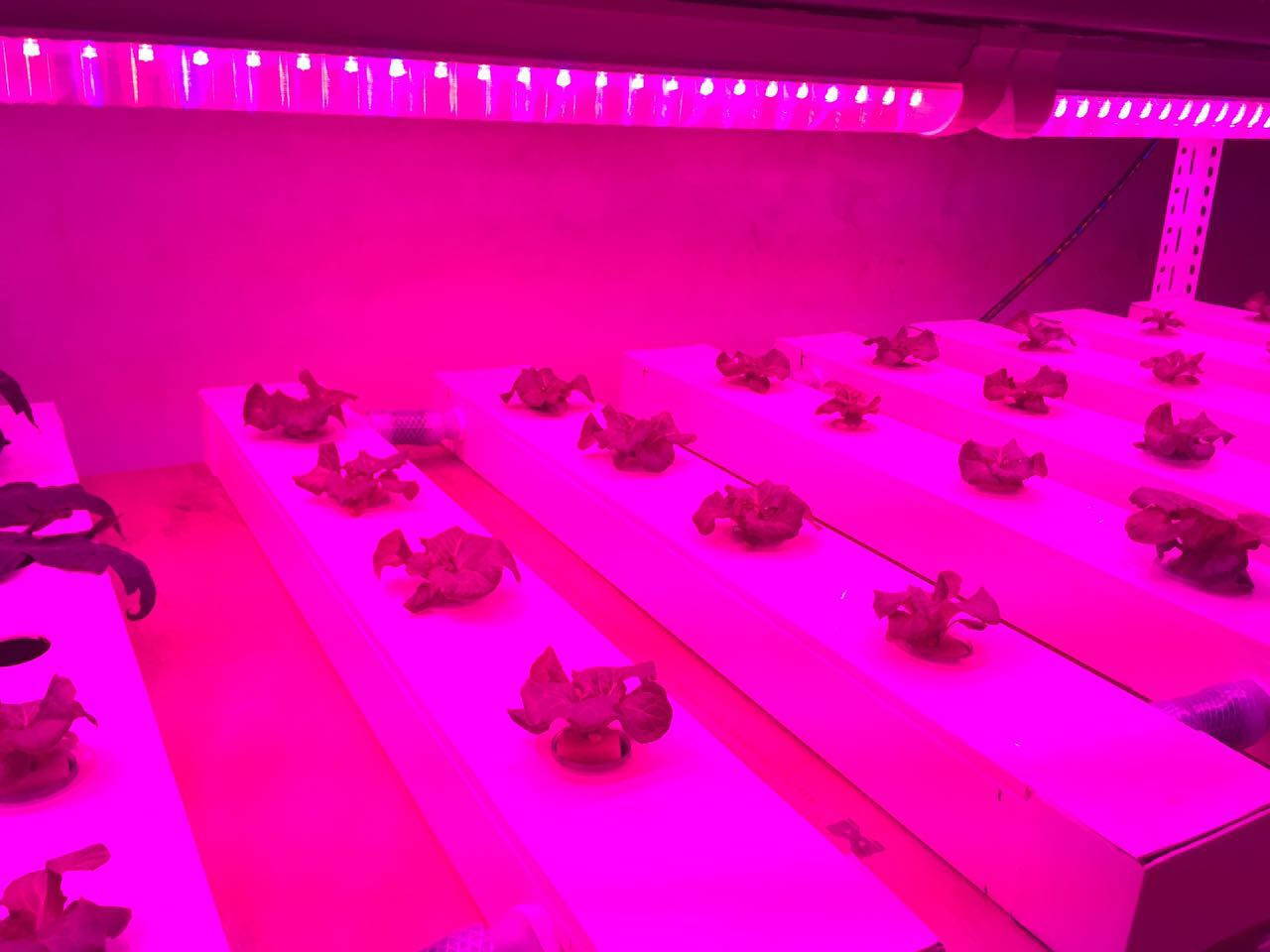 广州力侬大棚植物补光灯大棚补光led灯带图片