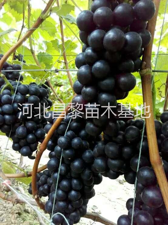 承德葡萄苗供應(yīng)商圖片