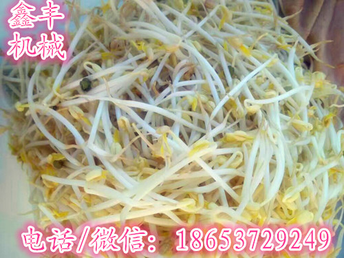 自動(dòng)豆芽機(jī)圖片/自動(dòng)豆芽機(jī)樣板圖 (4)