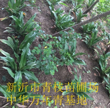 绿化苗木花卉花灌木室内盆栽图片