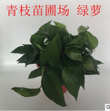 綠蘿盆栽圖片
