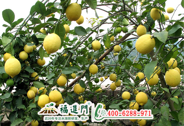 檸檬如何追肥提升品質(zhì)又增產(chǎn)？大量