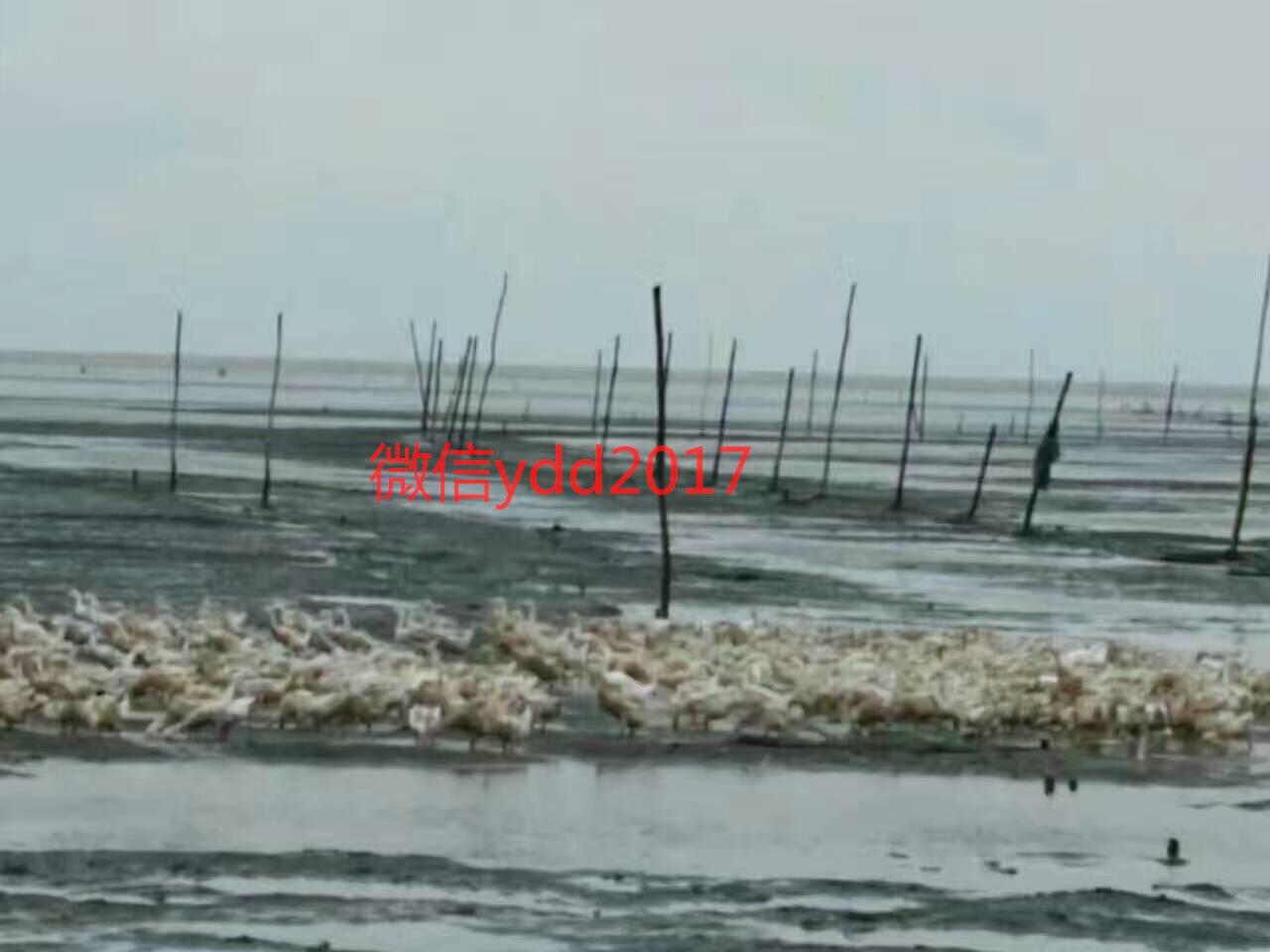 正宗广西北部湾红树林烤海鸭蛋批发正宗广西北部湾红树林烤海鸭蛋批发