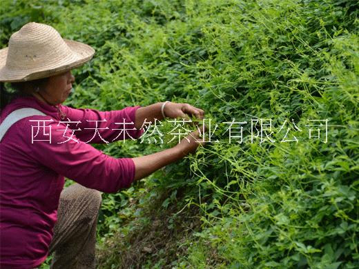 西安市绞股蓝茶厂家绞股蓝茶哪个品牌好？使用效果大公布