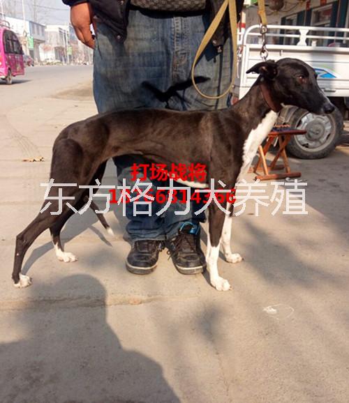 格惠串格力犬惠比特全活格惠串图片