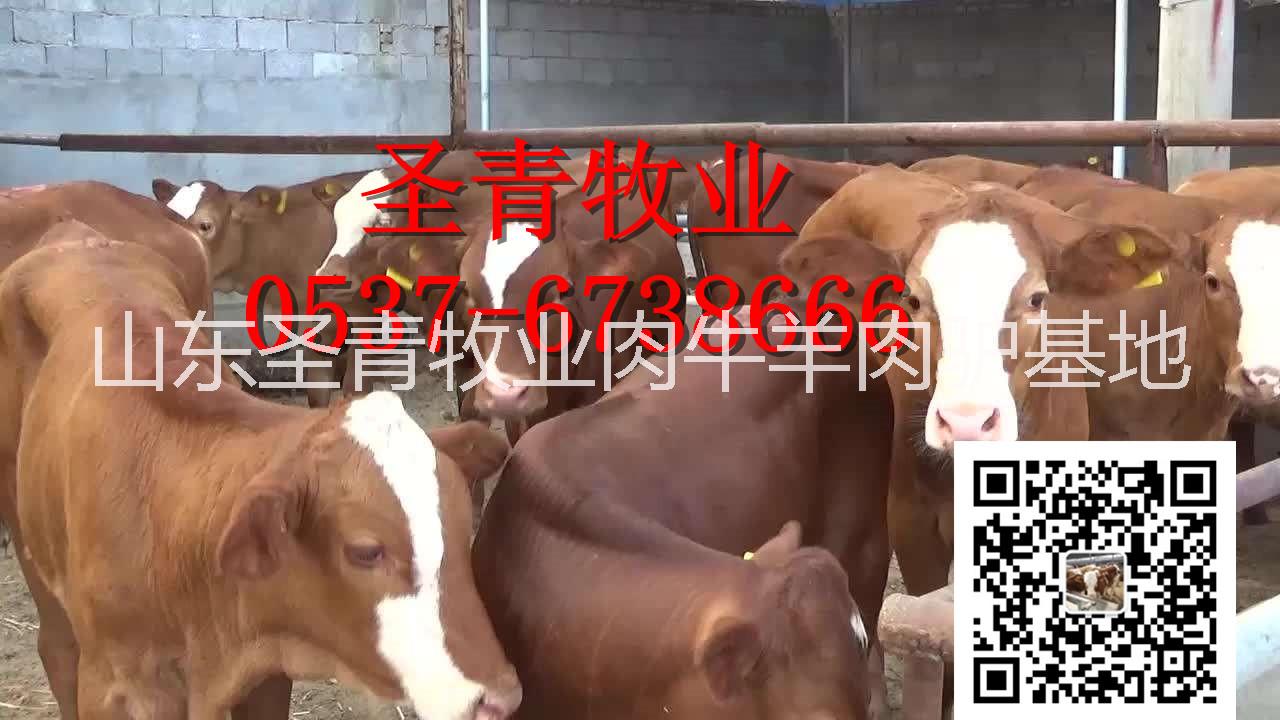 买肉牛肉羊种羊选圣青牧业基地全国图片