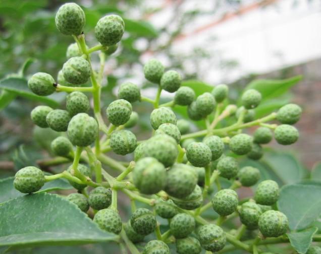 花椒苗 山东正宗麻味花椒苗 九叶青花椒苗 大红袍花椒苗 花椒小苗批发图片