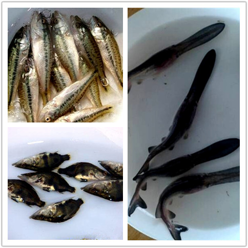 出售鴨嘴魚苗 鴨嘴鱘魚苗圖片