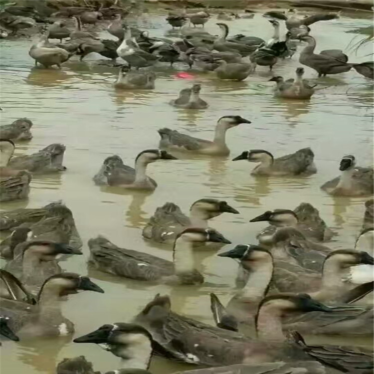 贵州狮头鹅批发 出售合浦黑脚狮头鹅 贵州狮头鹅报价  贵州鹅苗厂图片