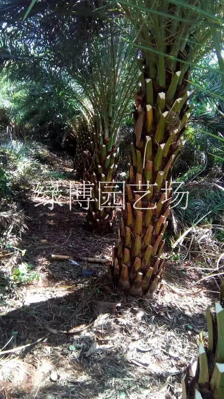 福建中东海枣，福建中东海枣价格，福建中东海枣种植基地图片