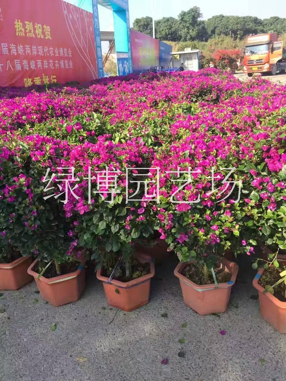 漳州市海南三角梅厂家海南三角梅，海南三角梅种植基地，海南三角梅价格，海南三角梅供应商