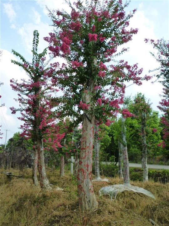 湖南紫薇价格、湖南紫薇批发