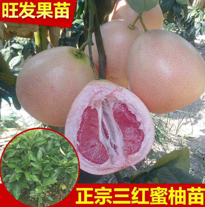 热销 柚子苗 正宗1号红肉蜜柚苗 正宗三红蜜柚苗 大量供应价优图片