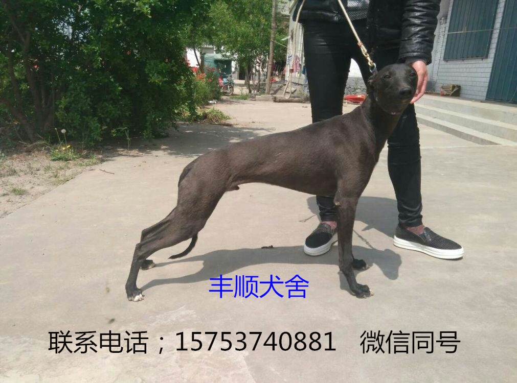 格力犬图片