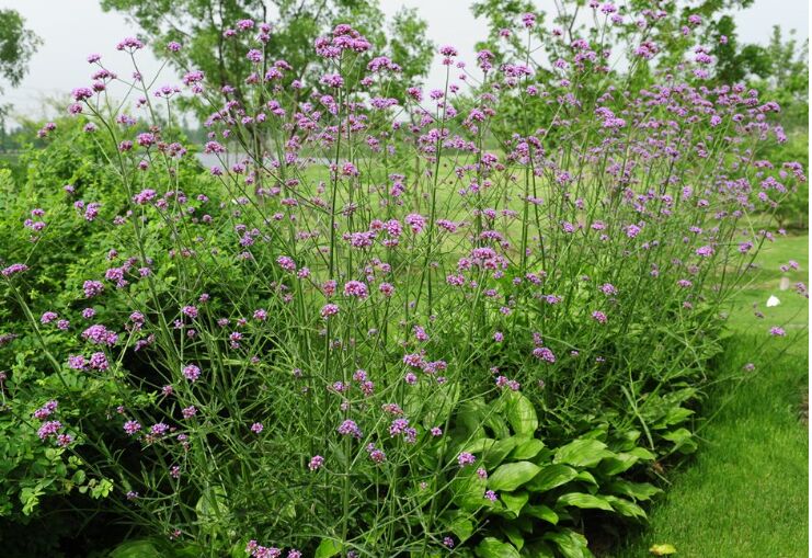 马鞭草批发价格 马鞭草花海 马鞭草小苗 马鞭草种植基地