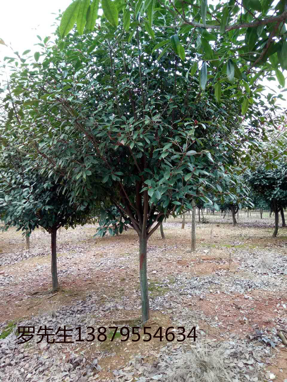 桂花供应桂花苗江西桂花种植基地江西桂花产地江西桂花价格