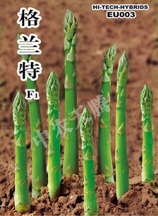 進(jìn)口蘆筍種子/蘆筍種子銷售/蘆筍種子供應(yīng)商店/蘆筍種子 格蘭特