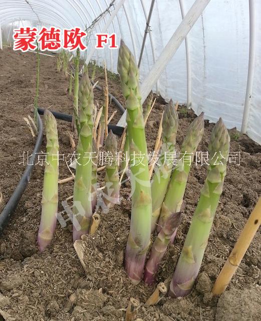 蒙德歐蘆筍種子圖片