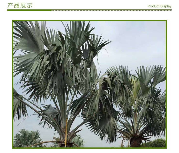 云南霸王棕自產(chǎn)自銷，云南霸王棕工程綠化苗木，云南霸王棕貨優(yōu)價廉