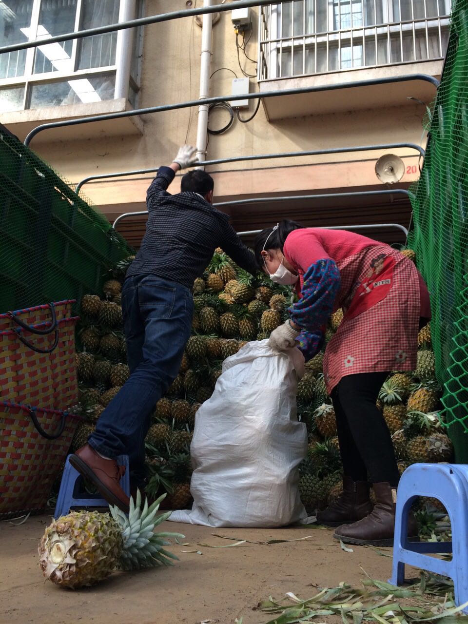 菠萝代销代购菠萝批发广西贵港市水果代销菠萝供应商菠萝代购图片