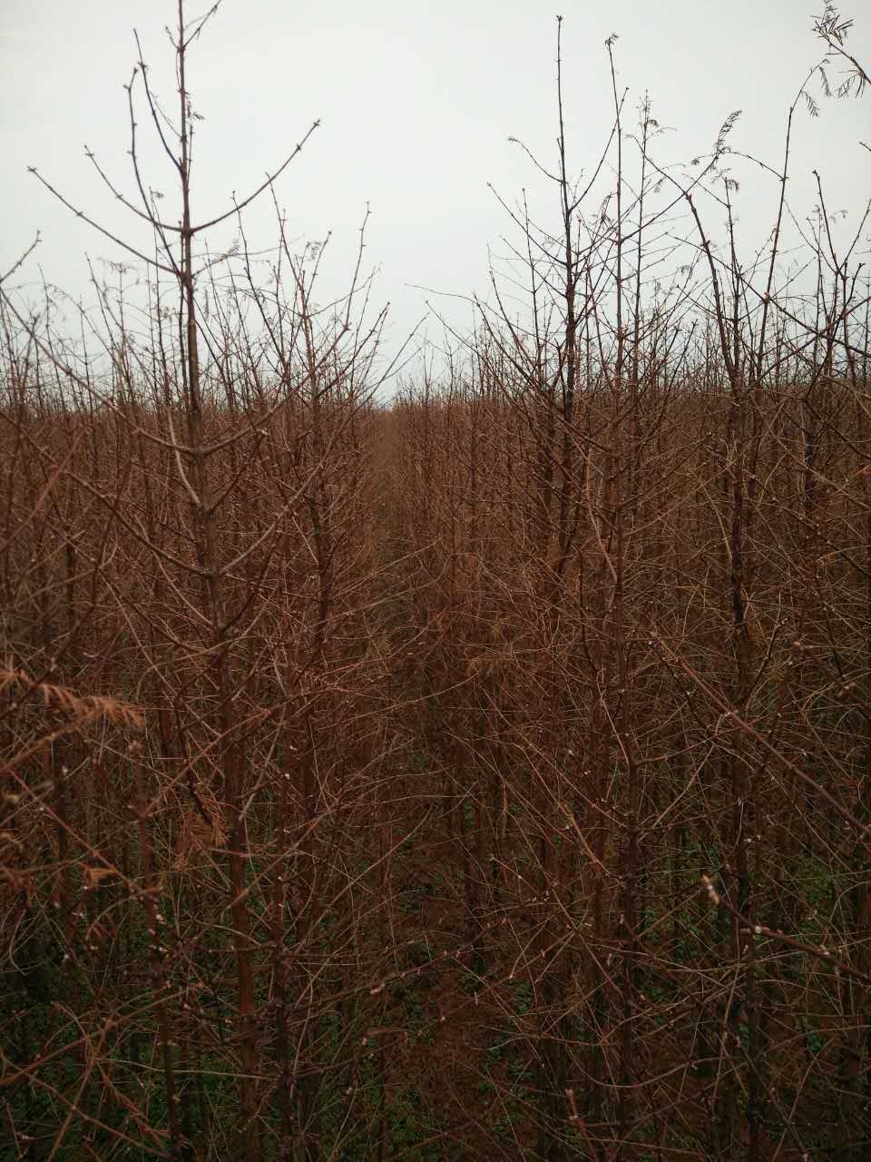 益阳市水杉厂家湖南水杉苗木种植基地、供应批发水杉报价、水杉供应商、水杉厂家