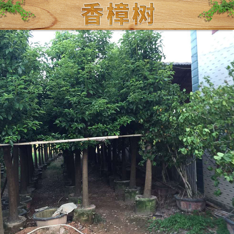 精品香樟，香樟质优价廉，香樟供应商，香樟种植基地，香樟量大从优，香樟大型种植场，香樟优质苗木，香樟基地直销，香樟大量供应