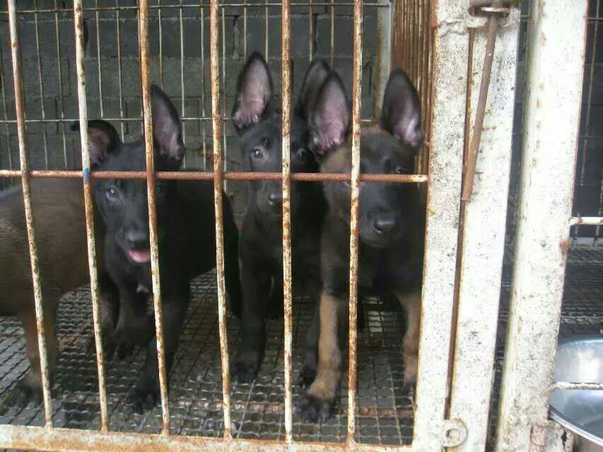 济宁市马犬价格厂家