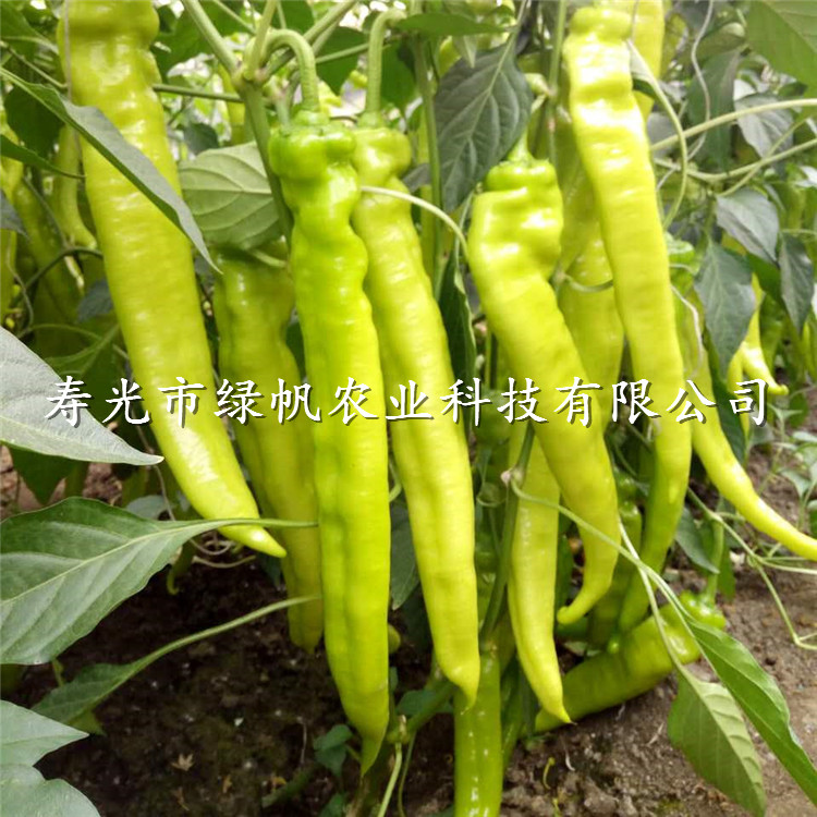 供应 黄皮尖椒 【黄龙】尖椒 特色菜 蔬菜种子种苗图片