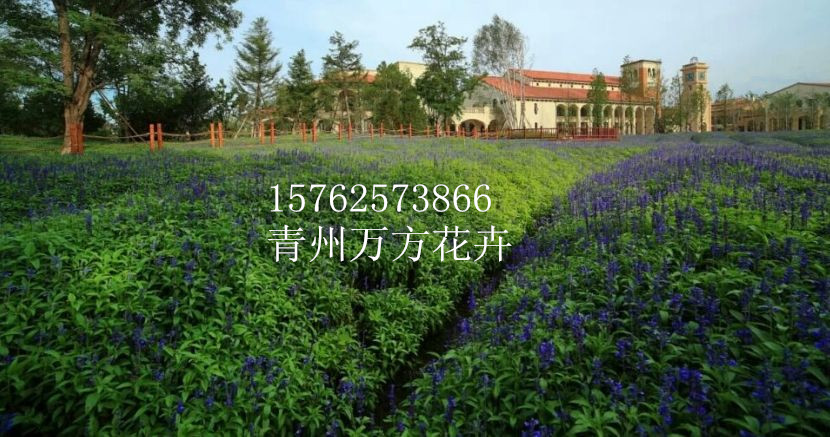 福建鼠尾草种值园 鼠尾草基地长期供应商（推荐）-万方花卉图片