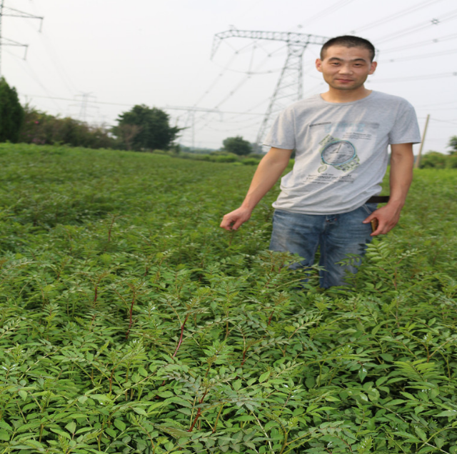 山东出售可带营养钵花椒苗 大红袍花椒苗价格 价格优惠 量大包邮图片