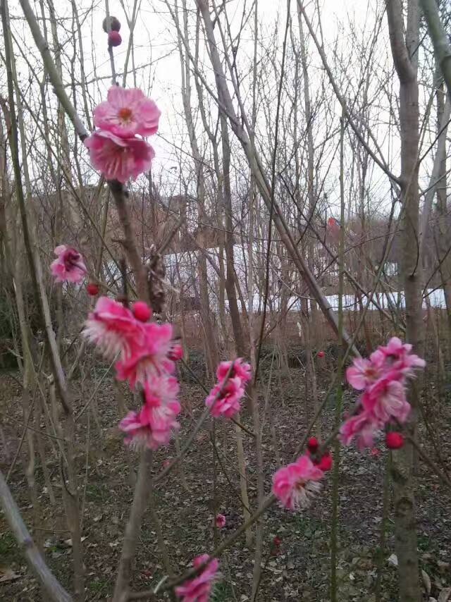 批发优质梅花树小苗 垂梅树红绿梅苗 美人梅垂梅 观花 园林观赏型植物苗木