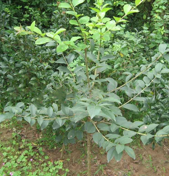 流苏小苗 流苏苗木 流苏树苗 嫁接桂花母本 油根子嫁接桂花钻木