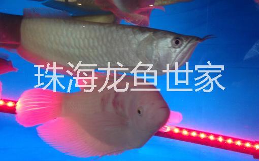 珠海鱼缸批发零售 批发零售水族箱器材 水族箱配件零售