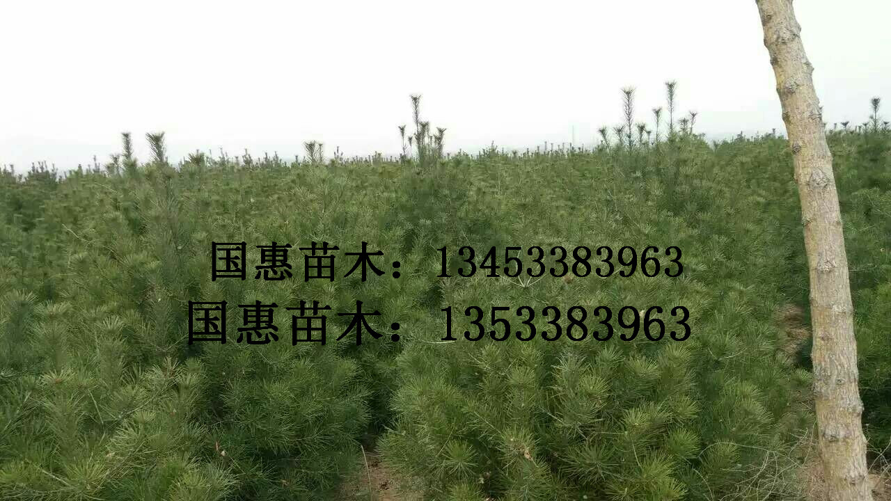 侧柏，白皮松，油松，国槐，皂角图片