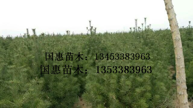 国槐，白皮松，油松，侧柏，香花槐