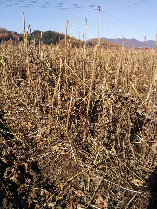 黑龙江刺龙芽苗，刺龙芽苗价格 刺龙芽苗，刺嫩芽苗图片