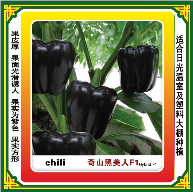 奇山黑美人方形甜椒種子圖片