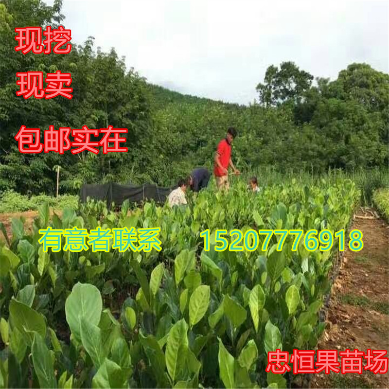 云南马来西亚一号菠萝蜜树苗价格 云南马来西亚一号菠萝蜜树苗批发价