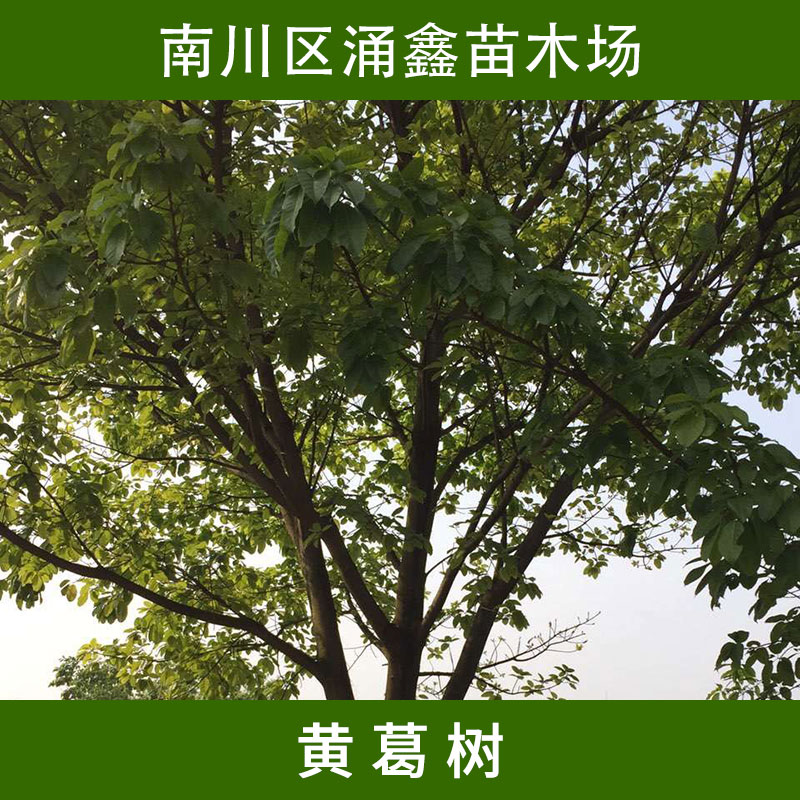 黄葛树落叶乔木黄葛树苗木 寺庙绿化美化树多年生黄桷树大叶榕树苗木批黄葛树苗木 四川黄葛树苗木