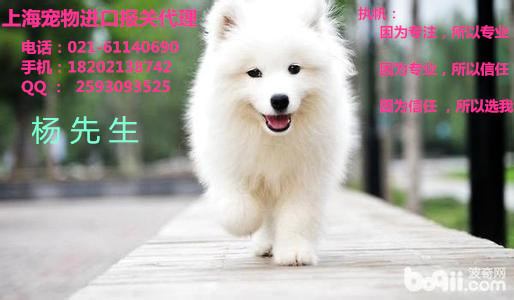健康寵物入境簡單報關圖片/健康寵物入境簡單報關樣板圖 (1)