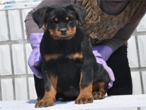 纯种赛级血统罗威纳幼犬护卫犬图片