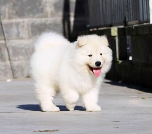 微笑天使萨摩耶幼犬图片