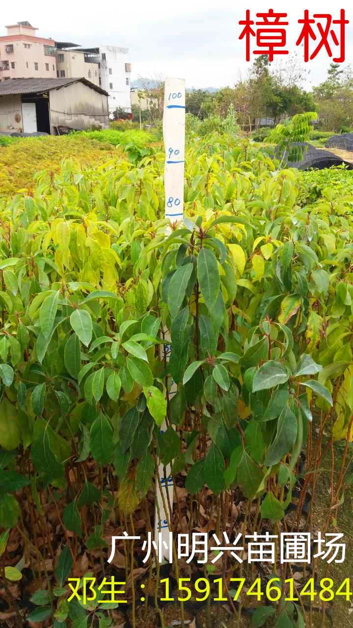 廣州樟樹80公分批發(fā)
