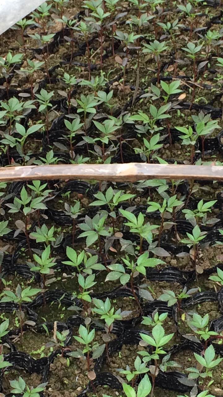 九叶青花椒苗最新报价 重庆花椒苗批发 花椒苗基地直销 供应花椒苗图片