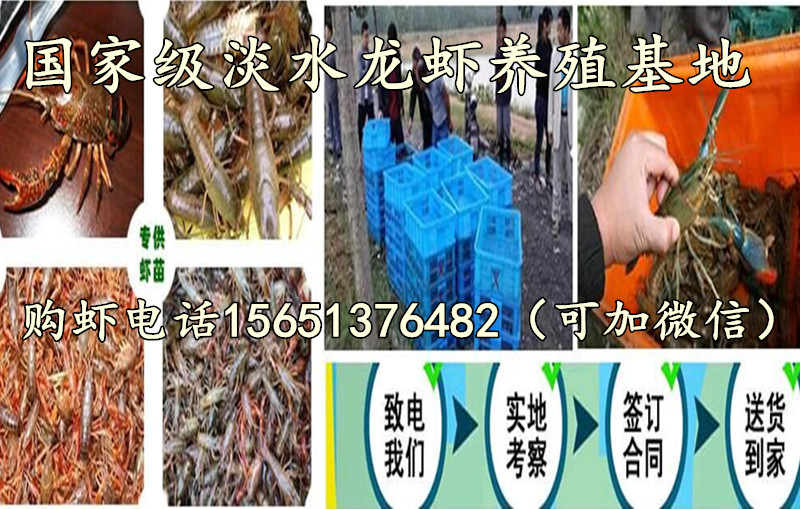 小龙虾苗批发  虾苗报价 六安小龙虾苗批发  虾苗报价